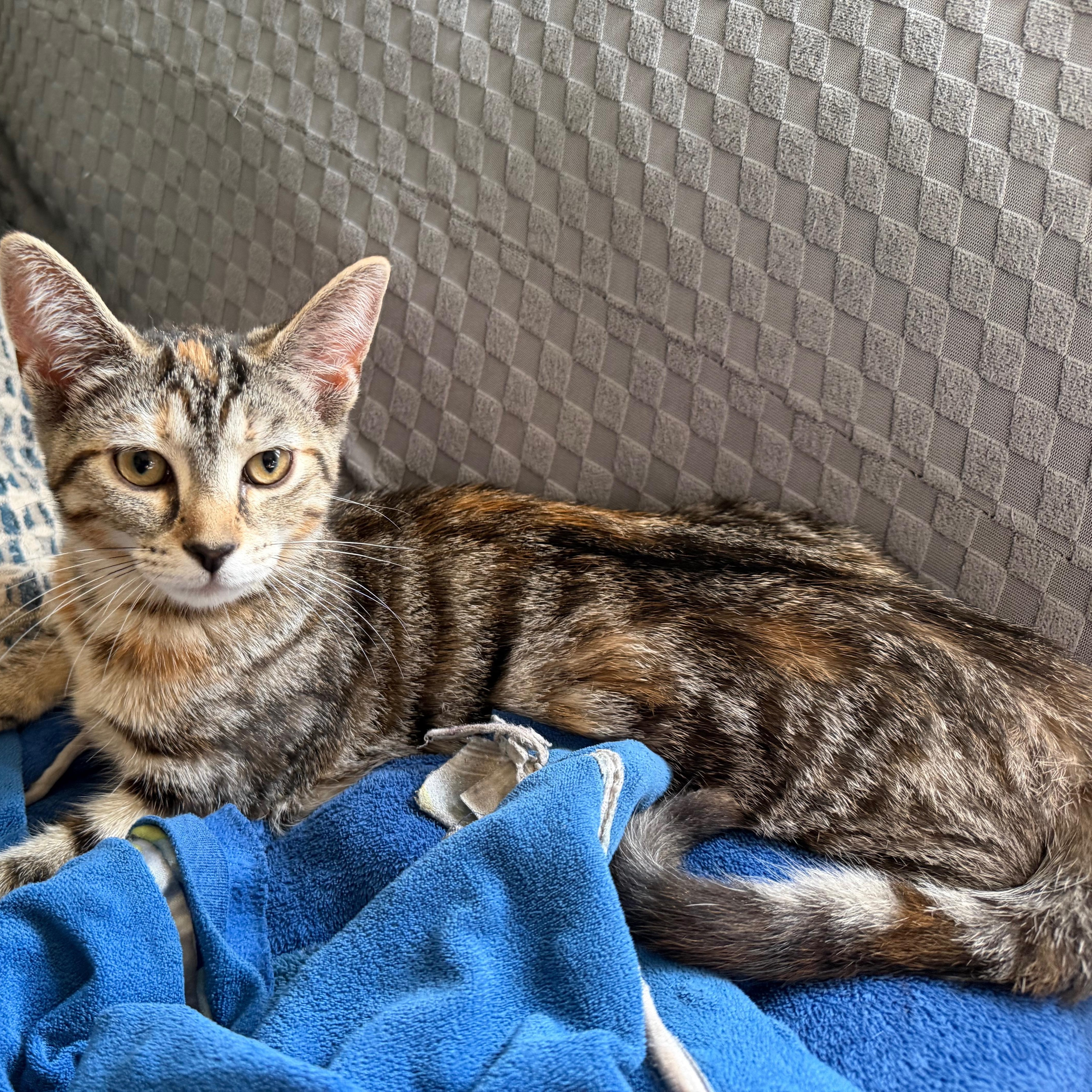A baby small-sized female Domestic Short Hair cat named Maya for adoption in Holly, MI