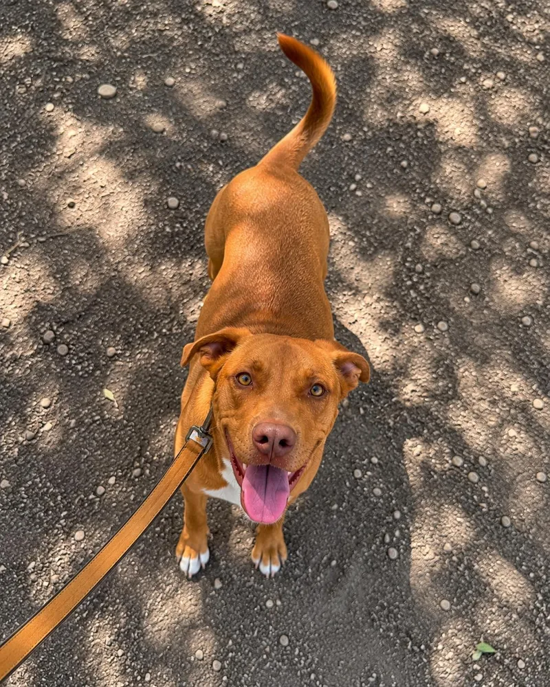 A young medium-sized male Merle (Red) Boxer dog named Jd for adoption in San Antonio, TX