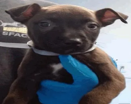 A baby small-sized female Pit Bull Terrier dog named Twyla for adoption in Palo Alto, CA
