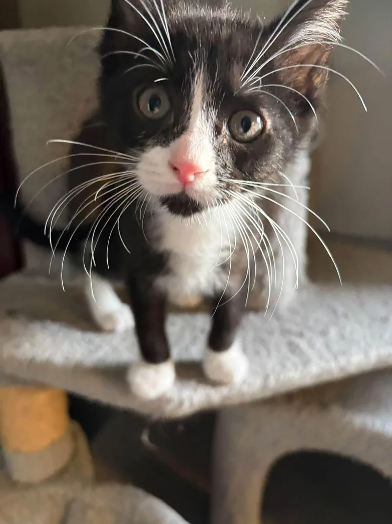 A baby medium-sized male Black & White / Tuxedo Domestic Short Hair cat named Acorn for adoption in Cleveland, OH