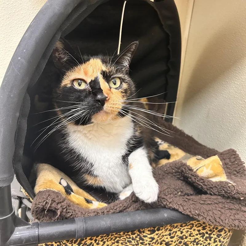 A senior medium-sized female Calico Domestic Short Hair cat named Veggie for adoption in Myerstown, PA