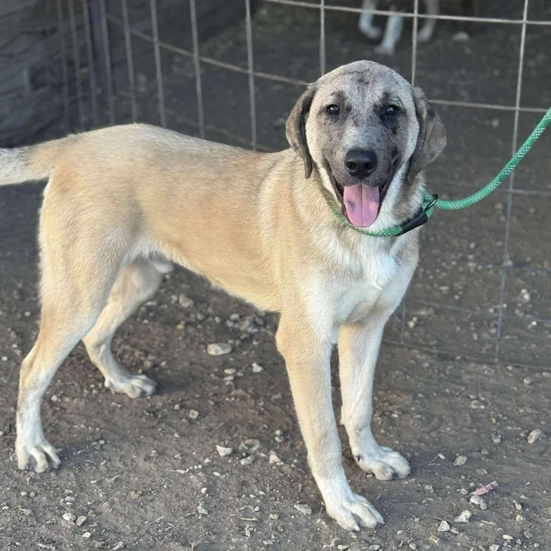 A young medium-sized male Yellow / Tan / Blond / Fawn Anatolian Shepherd dog named Apollo for adoption in Anahuac, TX