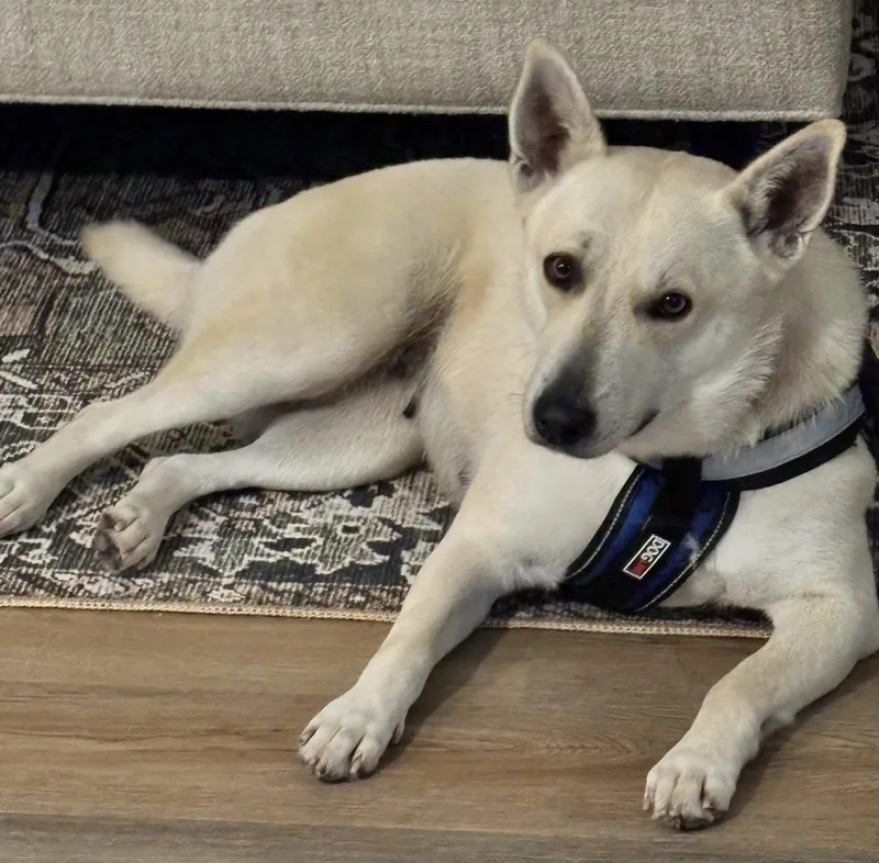 An adult medium-sized female White / Cream Carolina Dog dog named Lucy Lou for adoption in Houston, TX