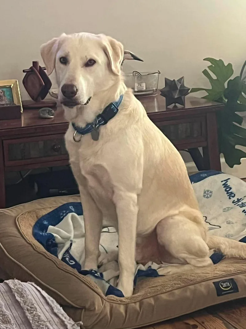 An adult large-sized male Labrador Retriever dog named Bubba for adoption in Crown Point, IN