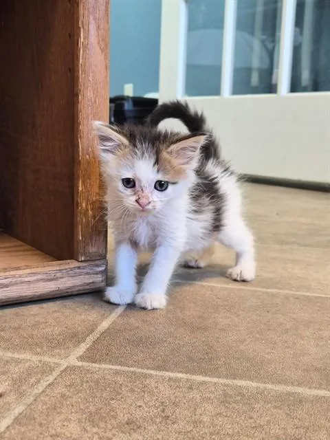 A baby small-sized female Domestic Medium Hair cat named Jill for adoption in Fairfield, CA