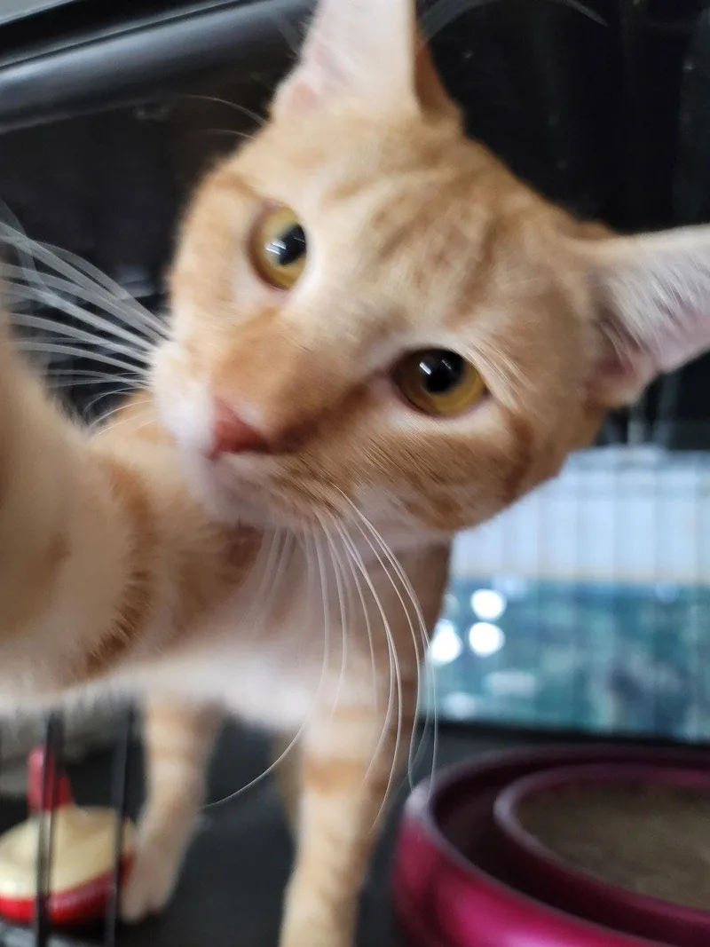 A young medium-sized male Orange / Red Domestic Short Hair cat named Ernie for adoption in Locust Grove, VA