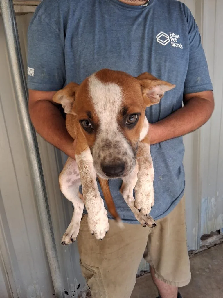 A baby large-sized female Cattle Dog dog named Bayberry for adoption in Brownwood, TX
