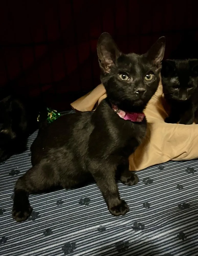 A baby small-sized female Black Domestic Short Hair cat named Butternut for adoption in Bolton, CT