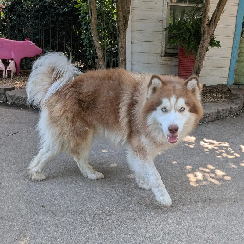 An adult medium-sized male Red / Chestnut / Orange Husky dog named Flanders for adoption in Wake Forest, NC