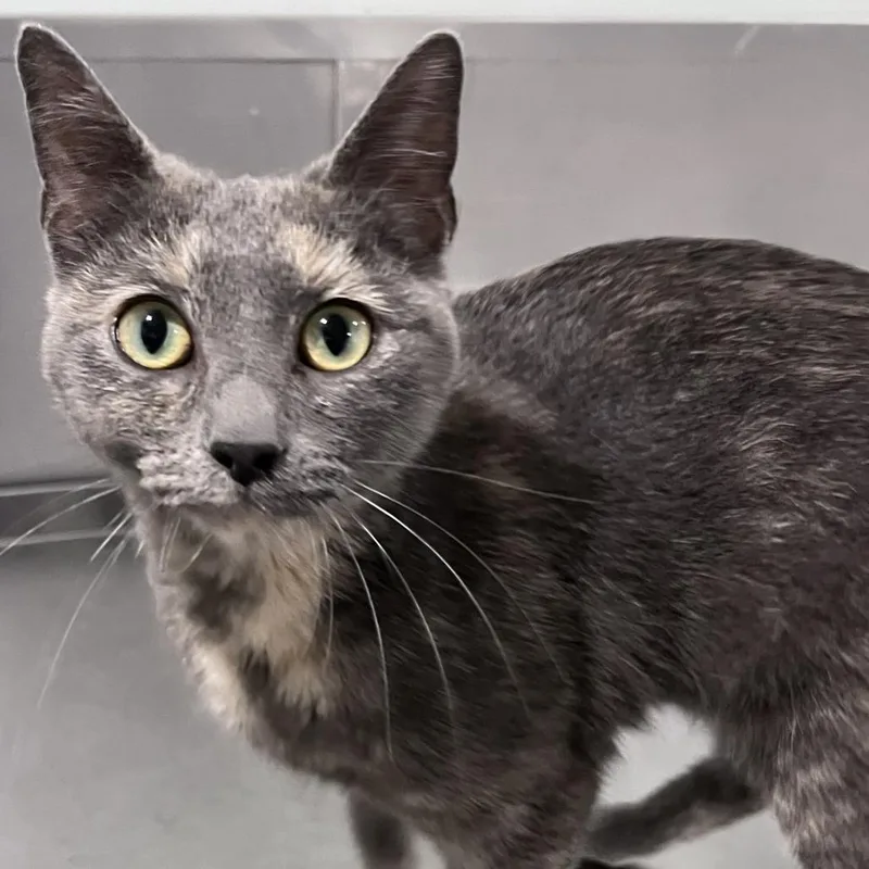 An adult medium-sized female Gray / Blue / Silver Domestic Short Hair cat named Waverly for adoption in Washburn, MO