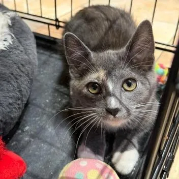 A baby small-sized female Gray / Blue / Silver Domestic Short Hair cat named Pat for adoption in Los Angeles, CA