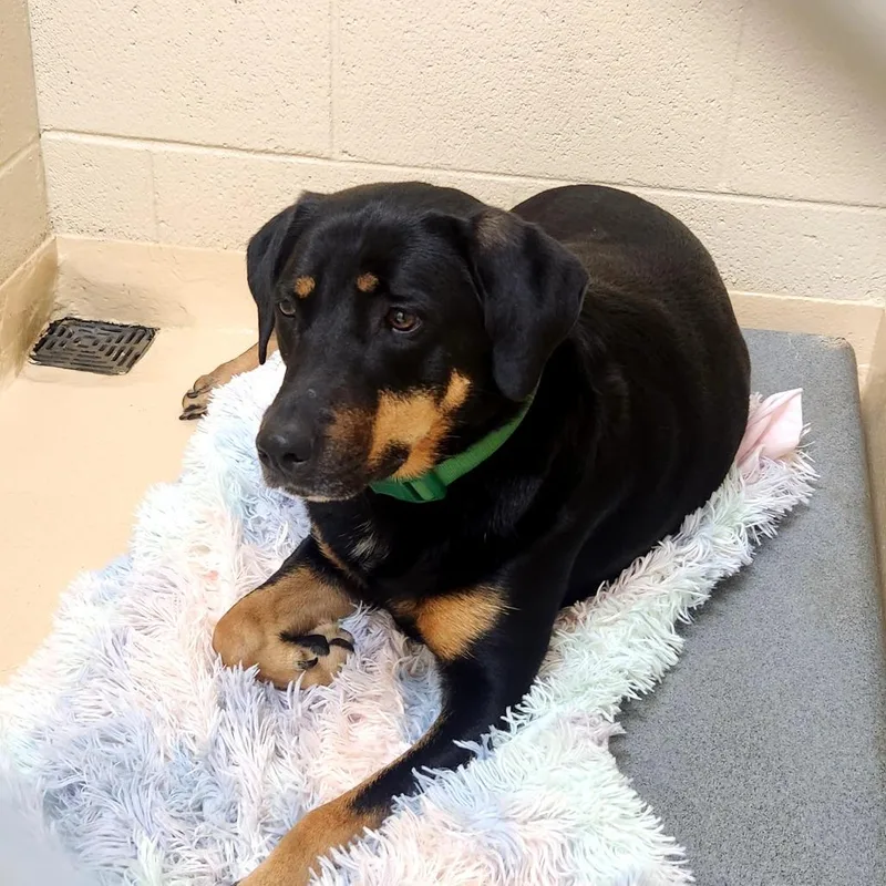 An adult medium-sized female Black Mixed Breed dog named Dutchess for adoption in Winston-Salem, NC