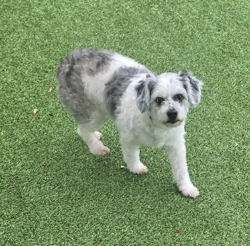 A young small-sized female White / Cream Shih Tzu dog named Tutsy for adoption in Lakeland, FL