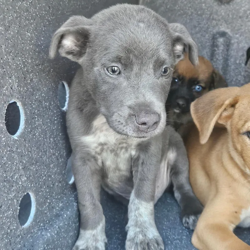 A baby small-sized male Gray / Blue / Silver Mixed Breed dog named Jazz for adoption in Lake Jackson, TX