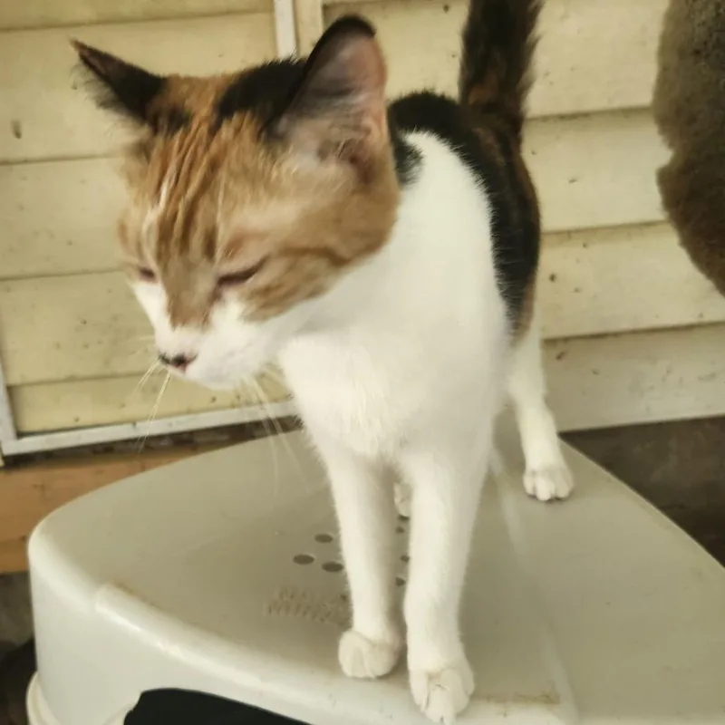A young medium-sized female Calico Domestic Short Hair cat named Mermaid for adoption in Buffalo, MN