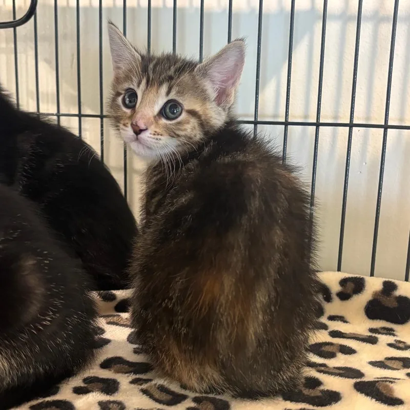 A baby small-sized female Brown / Chocolate Domestic Short Hair cat named Daffodil for adoption in Port Townsend, WA
