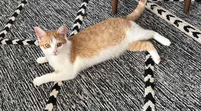 Creamsicle thumbnail 2