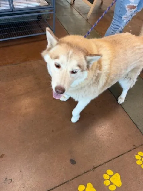 An adult large-sized female Siberian Husky dog named Oakley for adoption in Van Nuys, CA