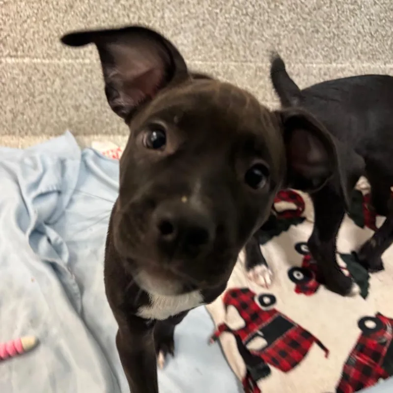 A baby medium-sized male Black Mixed Breed dog named Noodlepuff for adoption in Washington Township, OH