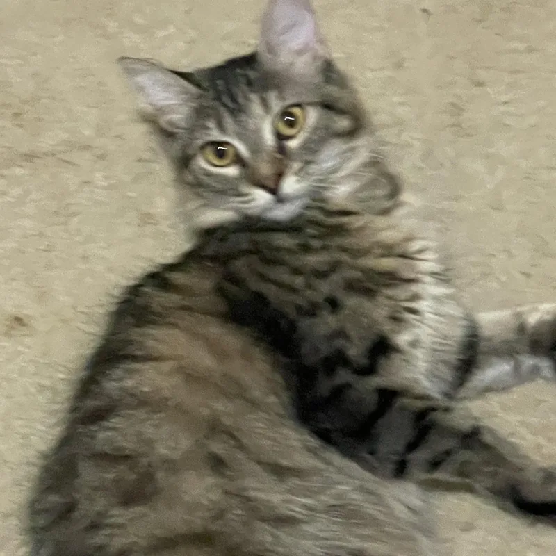 Olivia thumbnail 3