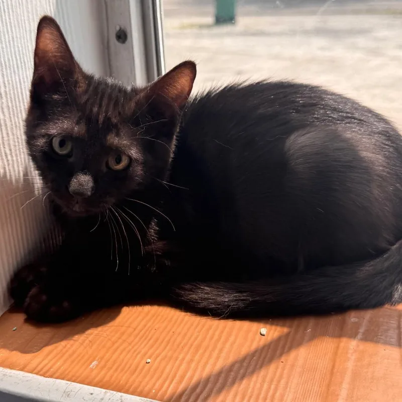 A baby small-sized male Black Domestic Short Hair cat named Charger for adoption in TITUSVILLE, FL