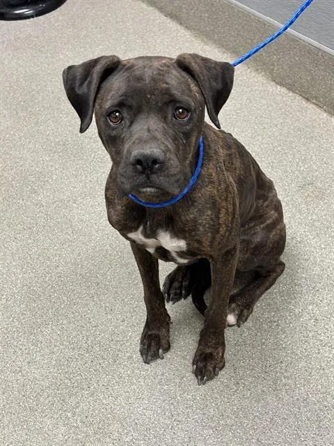 An adult large-sized female Boxer dog named Mariana for adoption in Las Vegas, NV
