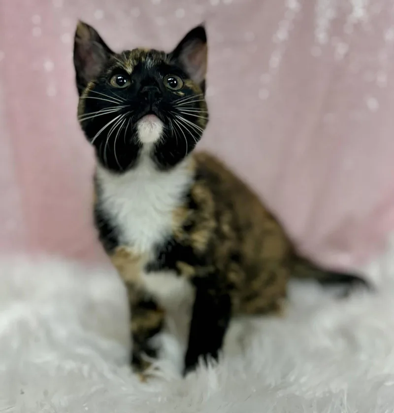 A young medium-sized female Domestic Short Hair cat named Shell for adoption in Clarkesville, GA