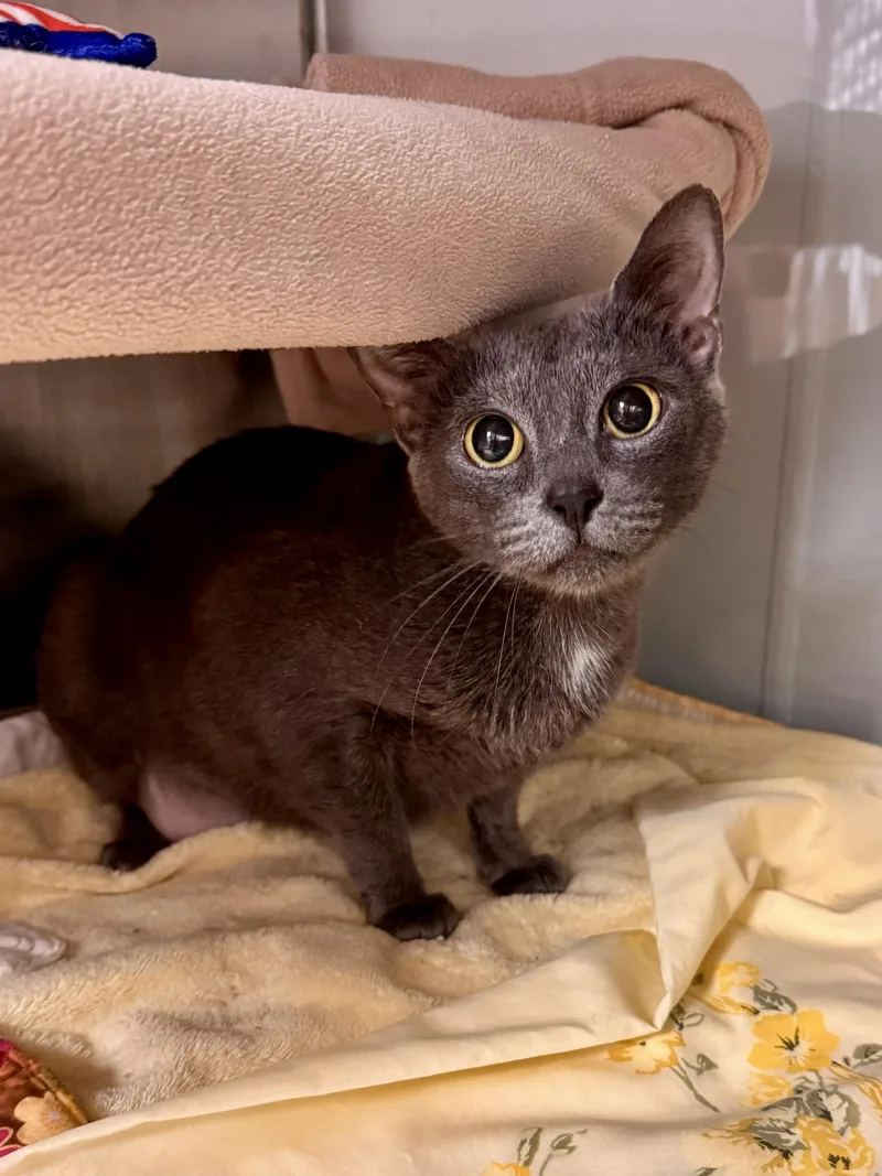 A senior medium-sized female Gray / Blue / Silver Domestic Short Hair cat named Stickers for adoption in Midland, MI