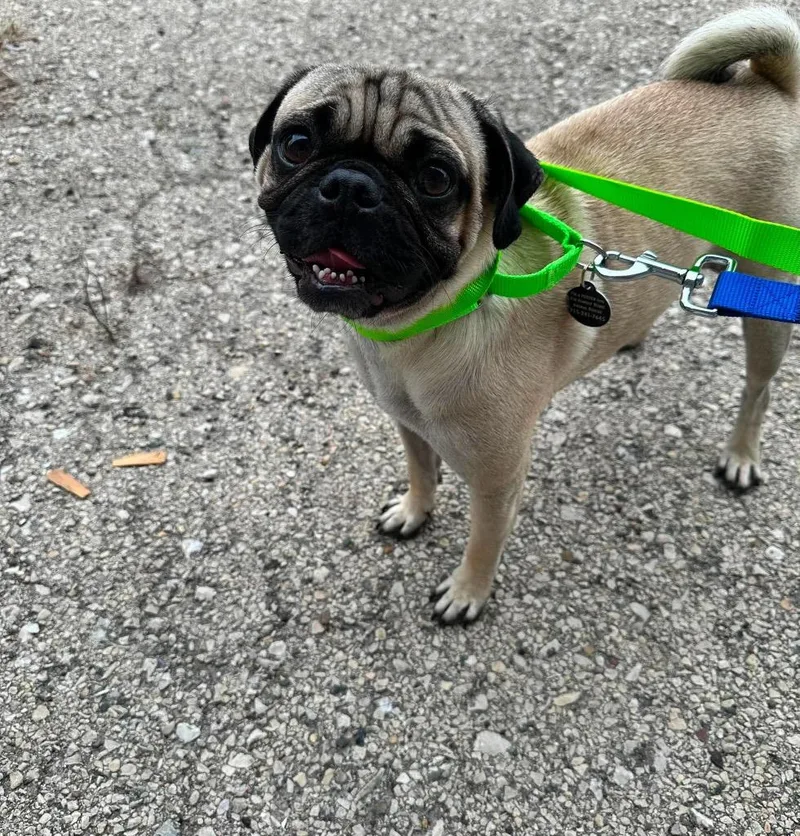A young small-sized male Pug dog named Bogo $ for adoption in Milwaukee, WI