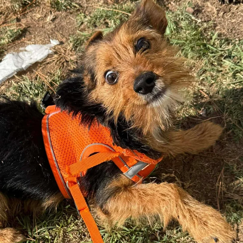 Theo Knox thumbnail 2