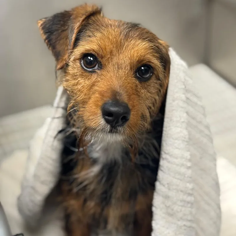 Theo Knox thumbnail 4