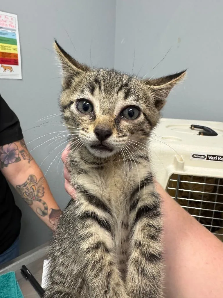 A baby medium-sized male Domestic Short Hair cat named Butter Pecan for adoption in Bloomington, IN