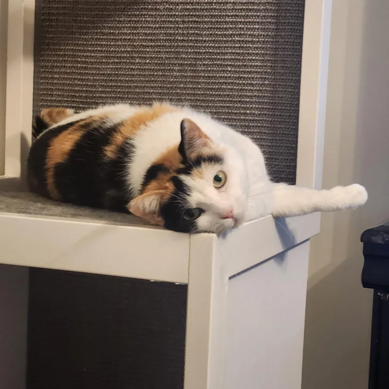 An adult medium-sized female Calico Domestic Short Hair cat named Kiki for adoption in Menasha, WI