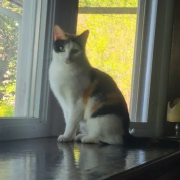 Kiki thumbnail 3