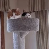 Kiki thumbnail 6