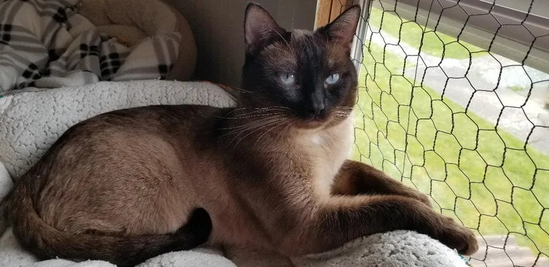 Simon
