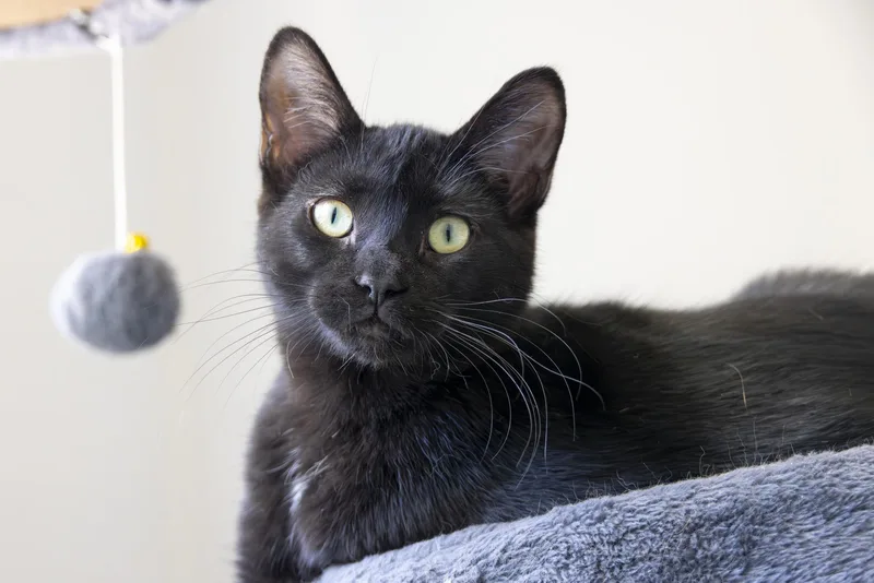 A young medium-sized male Black Domestic Short Hair cat named Herbie Husker for adoption in Richland Center, WI