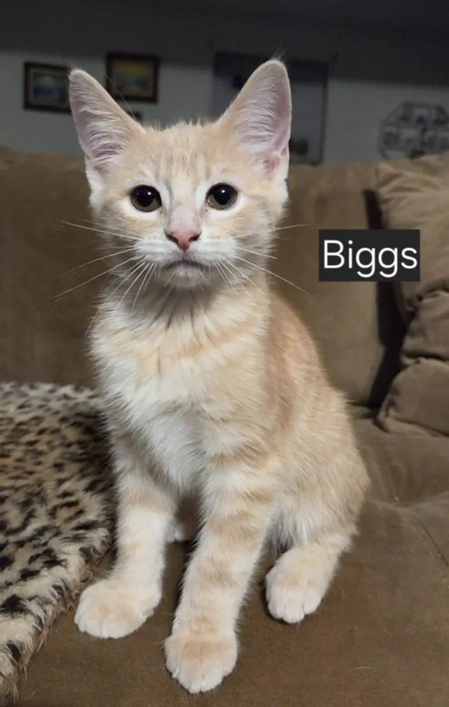 Biggs