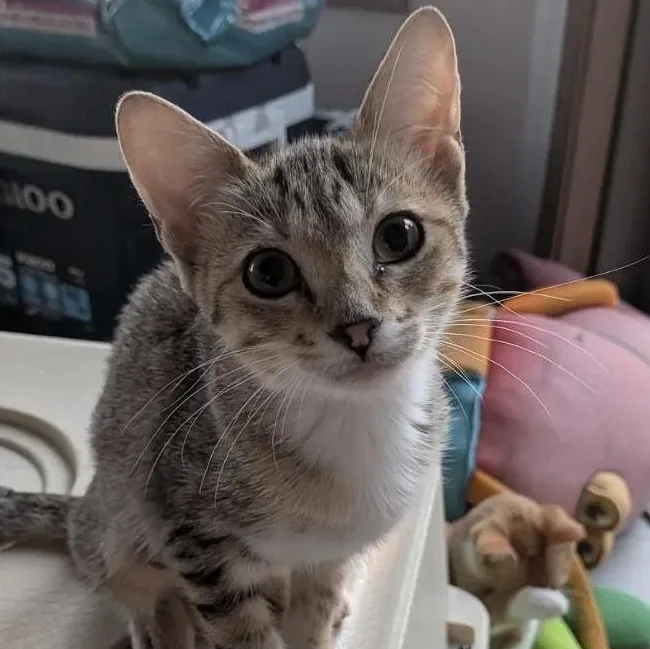 A baby small-sized female American Shorthair cat named Wren for adoption in Plymouth, MN