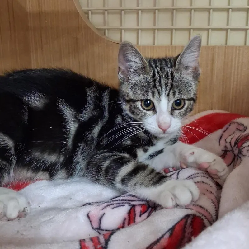 A baby small-sized male Brown / Chocolate Domestic Short Hair cat named Jackson for adoption in Middle Village, NY