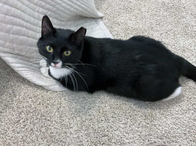 A young medium-sized female Black & White / Tuxedo Tuxedo cat named Chancie for adoption in Magnolia Springs, AL