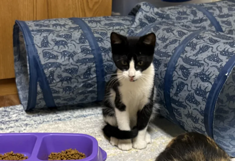 A baby medium-sized male Black & White / Tuxedo Domestic Short Hair cat named Panda for adoption in Faribault, MN