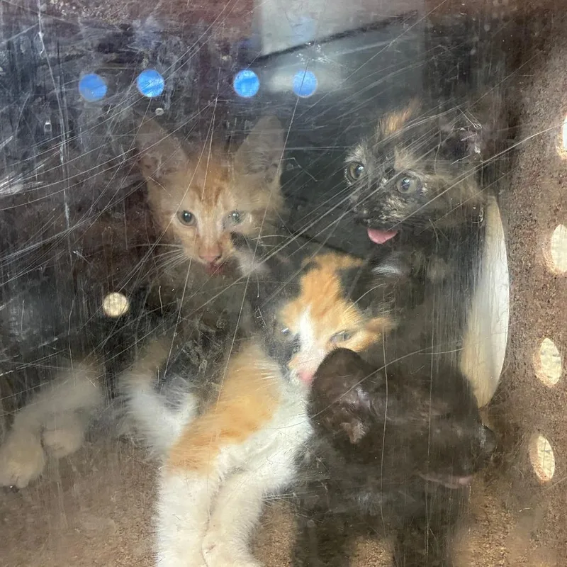 A baby small-sized male Black Domestic Short Hair cat named Marmoset for adoption in Dearborn, MI