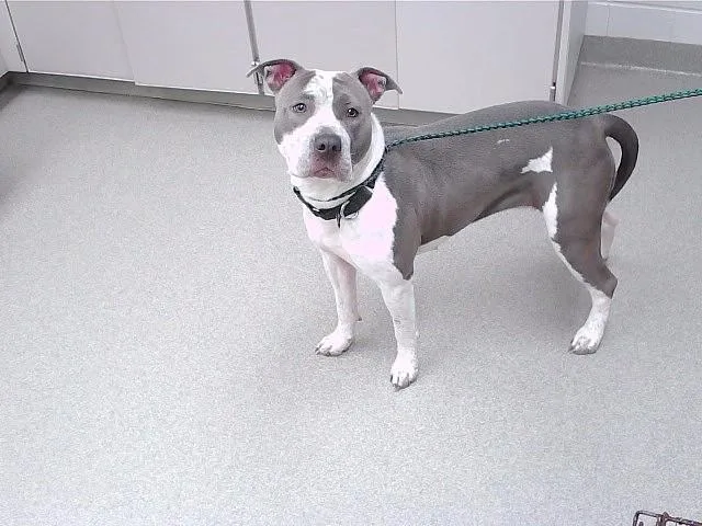 An adult medium-sized female Boxer dog named Stardew for adoption in Omaha, NE