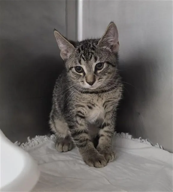 A baby small-sized male Domestic Short Hair cat named Alastor for adoption in Fort Walton Beach, FL