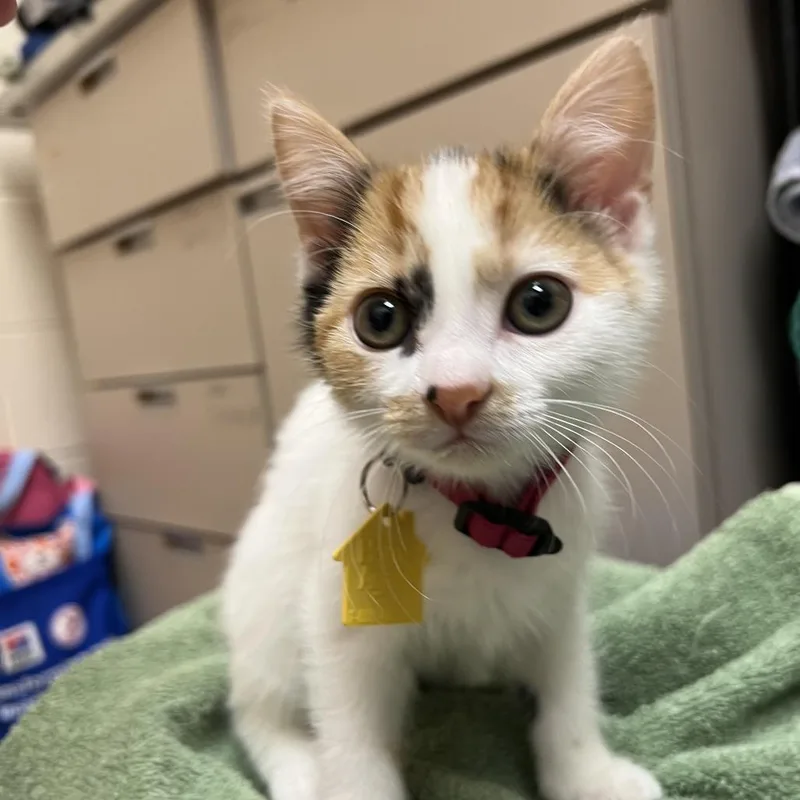 A baby small-sized female Orange / Red Domestic Short Hair cat named Luella for adoption in Springfield, MA