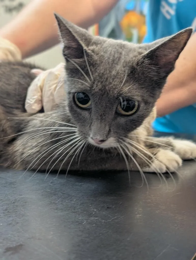 A young small-sized female Domestic Short Hair cat named Marge for adoption in New Braunfels, TX