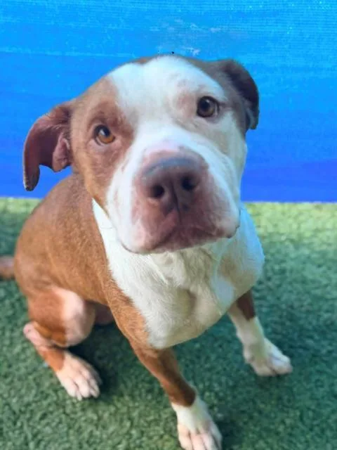 An adult large-sized male American Staffordshire Terrier dog named Richie for adoption in Clyde, NC
