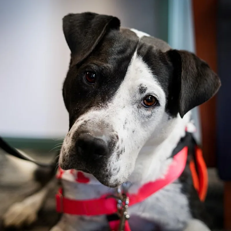 Rap Battle thumbnail 2