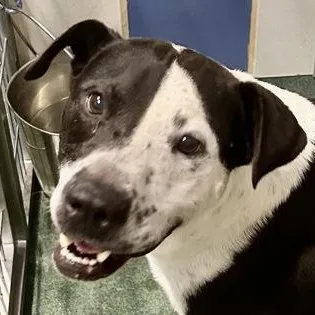 Rap Battle thumbnail 3